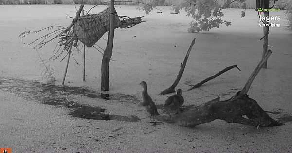 Welke Kuikens Ziet U?