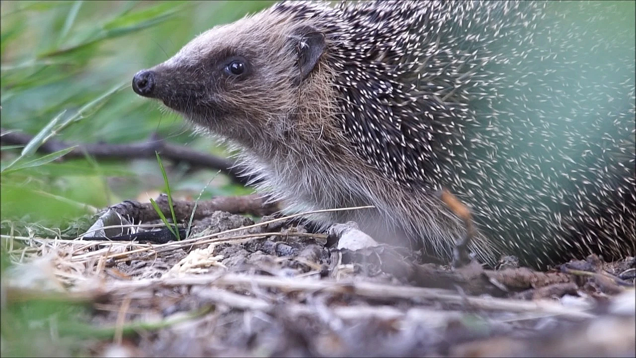 Door De Ogen Van De Jager - Juni 2017