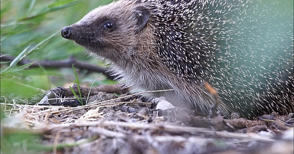 Door De Ogen Van De Jager - Juni 2017