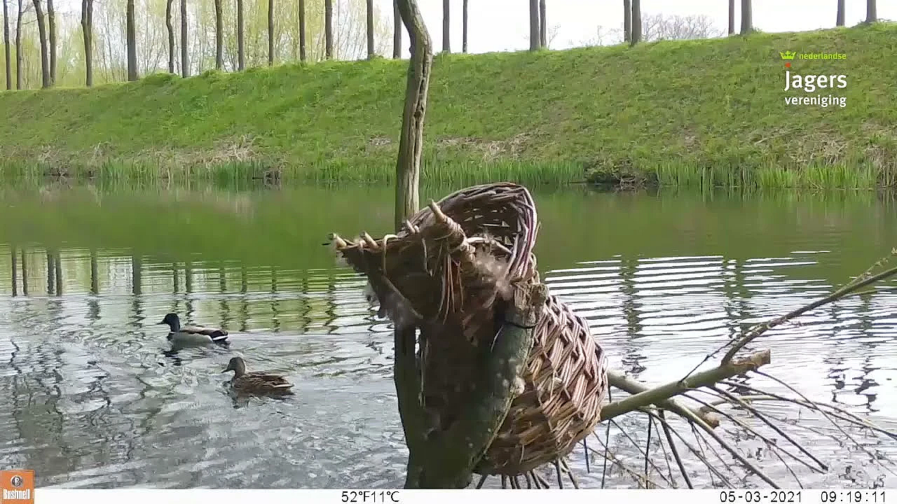 Eerste Kuikens Eendenkorvenproject Uitgekomen