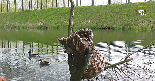 Eerste Kuikens Eendenkorvenproject Uitgekomen