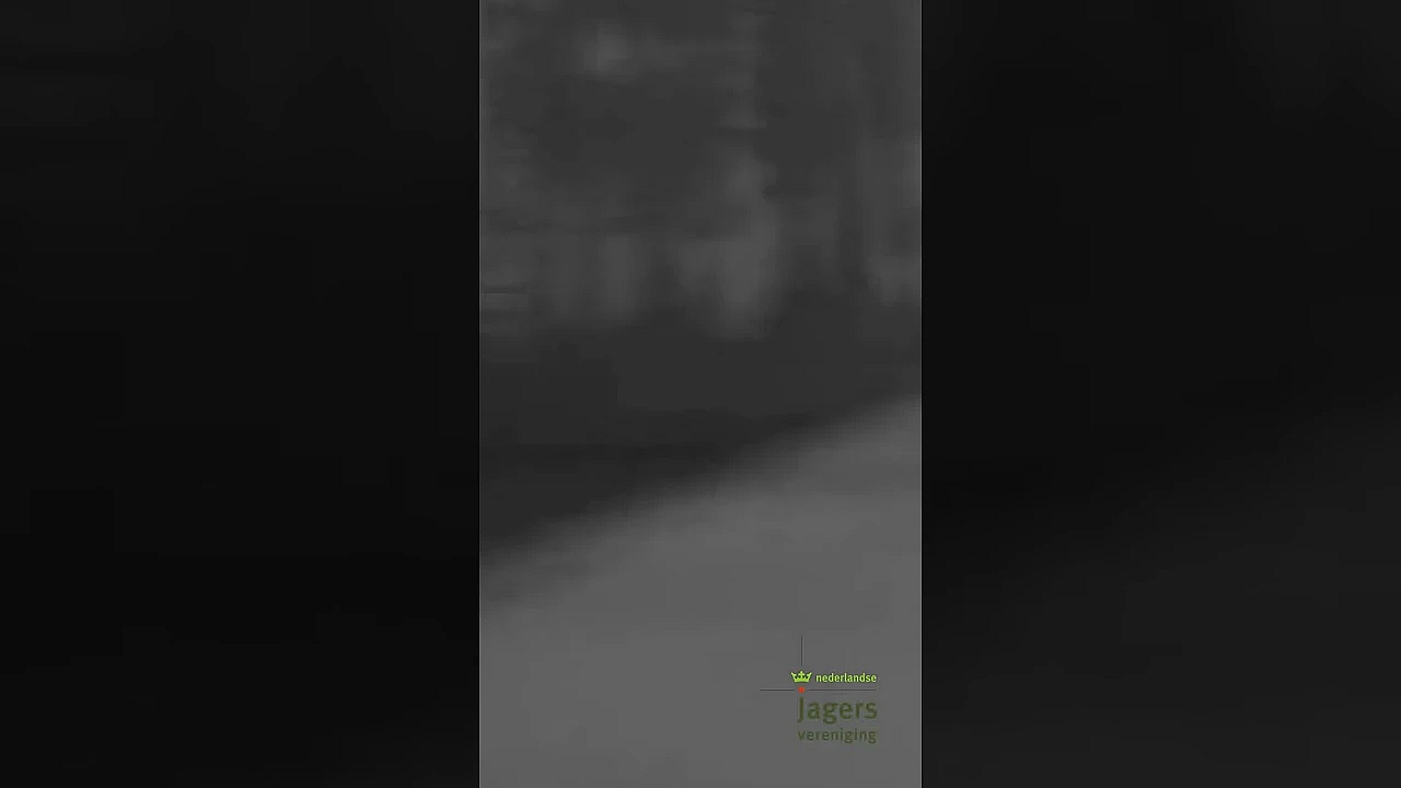 Zwijnen in de nacht