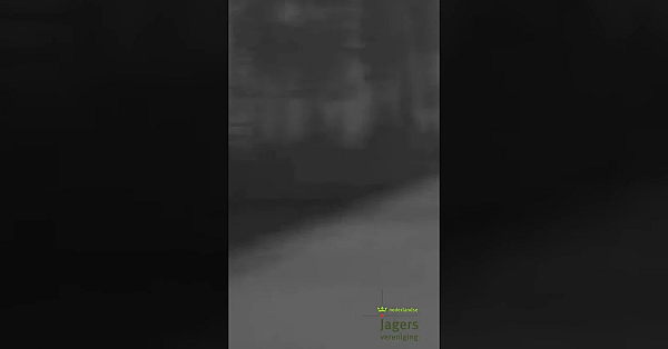 Zwijnen in de nacht