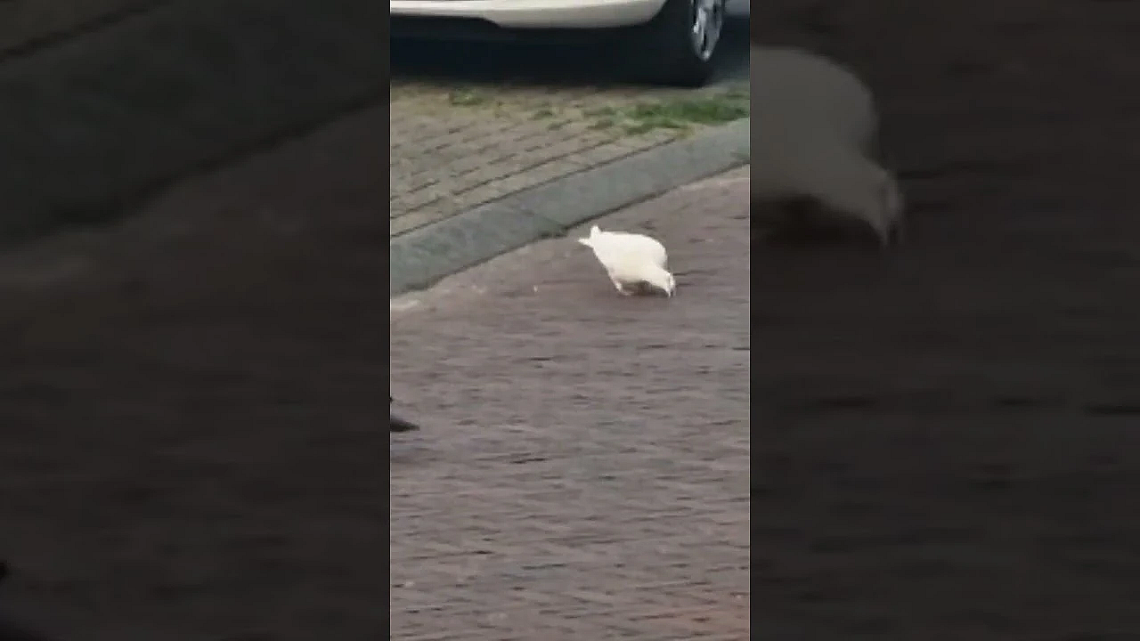 Een witte houtduif!