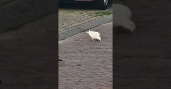 Een witte houtduif!