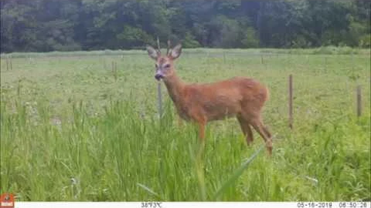 Belevenissen Op De Wildakker, Jagersvereniging, Mei En Juni 2019