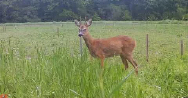 Belevenissen Op De Wildakker, Jagersvereniging, Mei En Juni 2019
