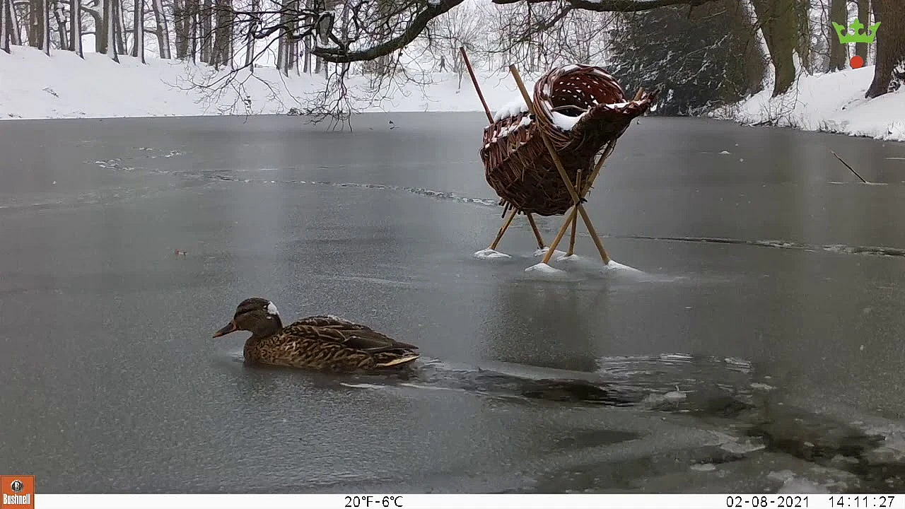 Hoeveel En Welke Diersoorten Tel Jij?