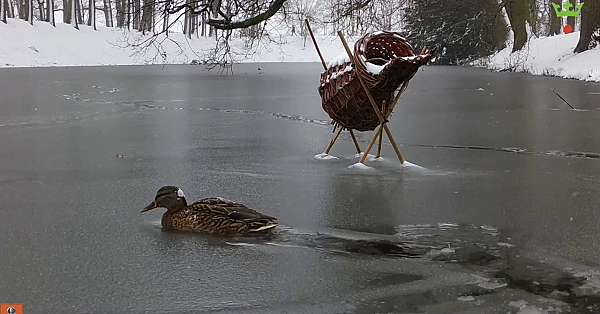 Hoeveel En Welke Diersoorten Tel Jij?