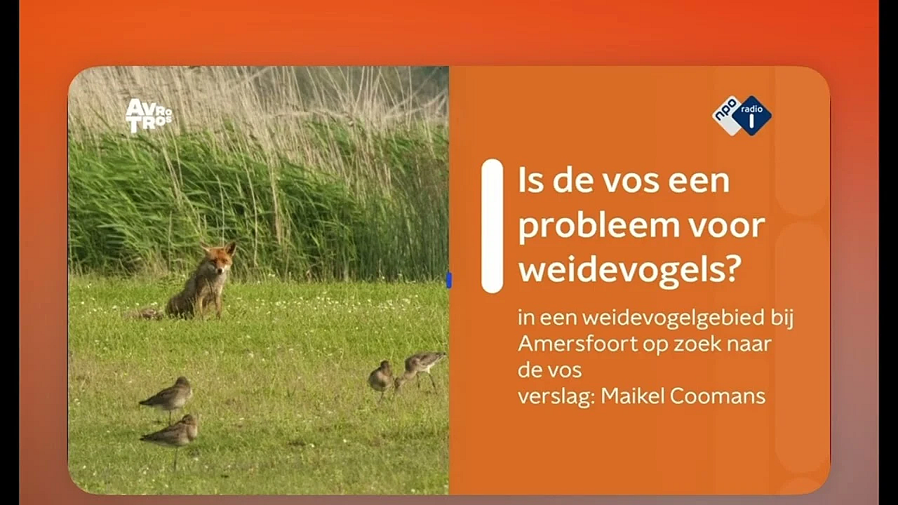 De Vos, De Weidevogel En De Rol Van De Jager!