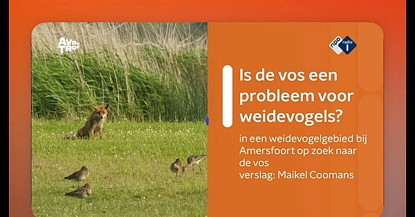 De Vos, De Weidevogel En De Rol Van De Jager!
