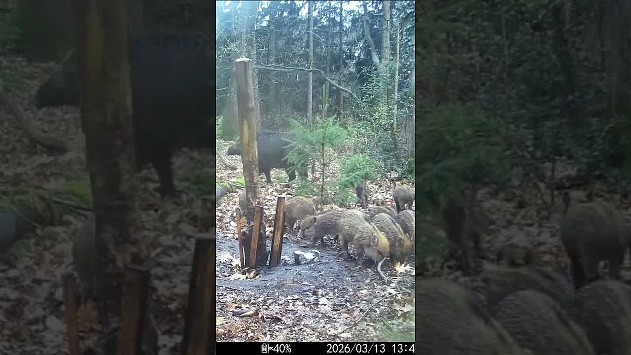 Pyjama's op de wildcamera