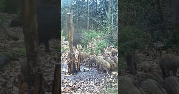 Pyjama's op de wildcamera