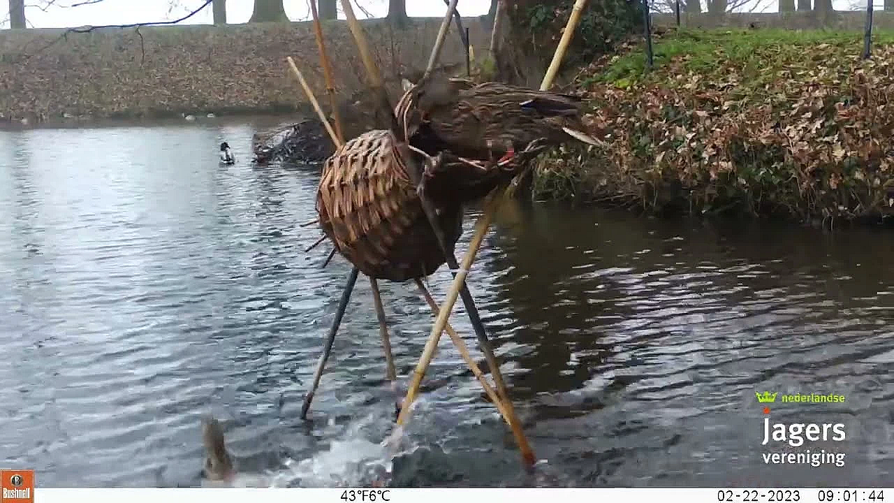 Twee Eendjes Op De Korf