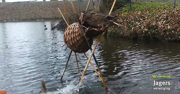 Twee Eendjes Op De Korf