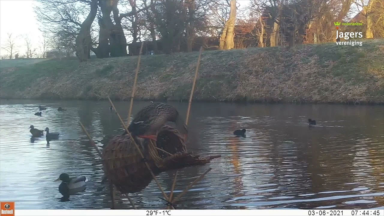 Waarnemingen Wildcamera's Broedkorvenproject #1