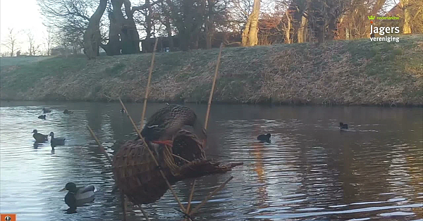 Waarnemingen Wildcamera's Broedkorvenproject #1