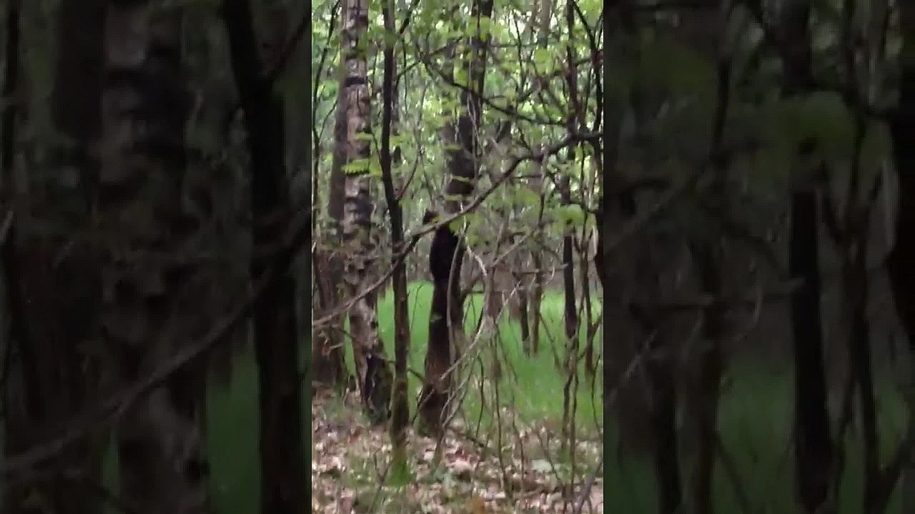 Jager Oog In Oog Met Boommarters