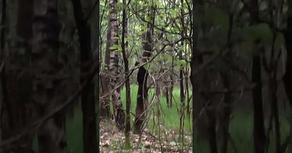 Jager Oog In Oog Met Boommarters