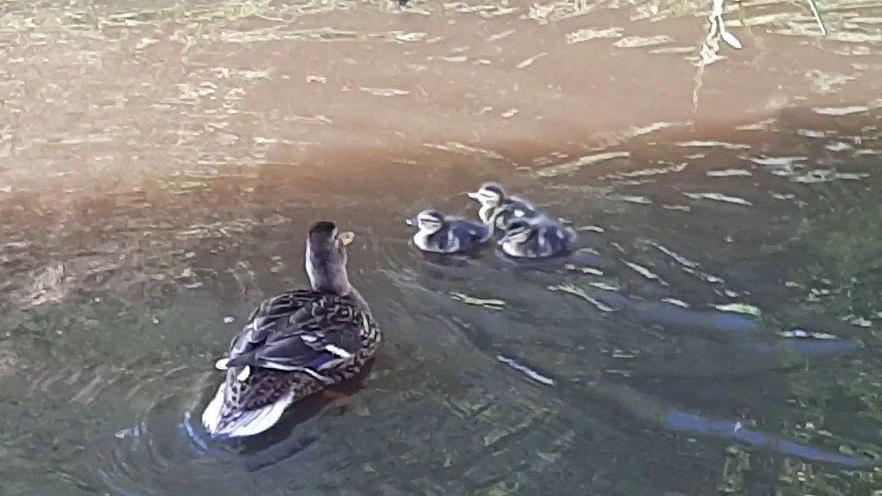 Eend Lokt Kuikens Uit De Broedkorf