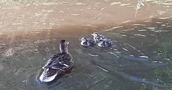 Eend Lokt Kuikens Uit De Broedkorf