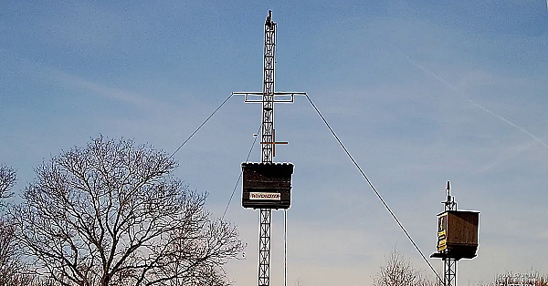 De Inkomende Kleiduif Op Schot - Ongeschouderd