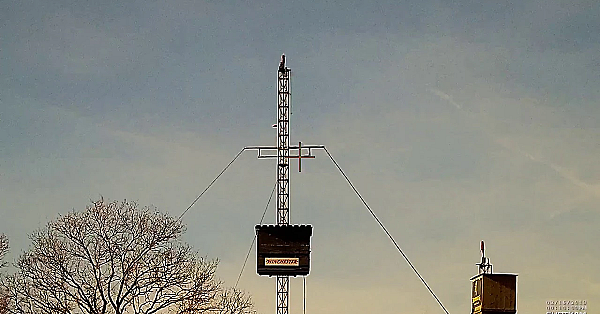 De Inkomende Kleiduif Op Schot - Geschouderd
