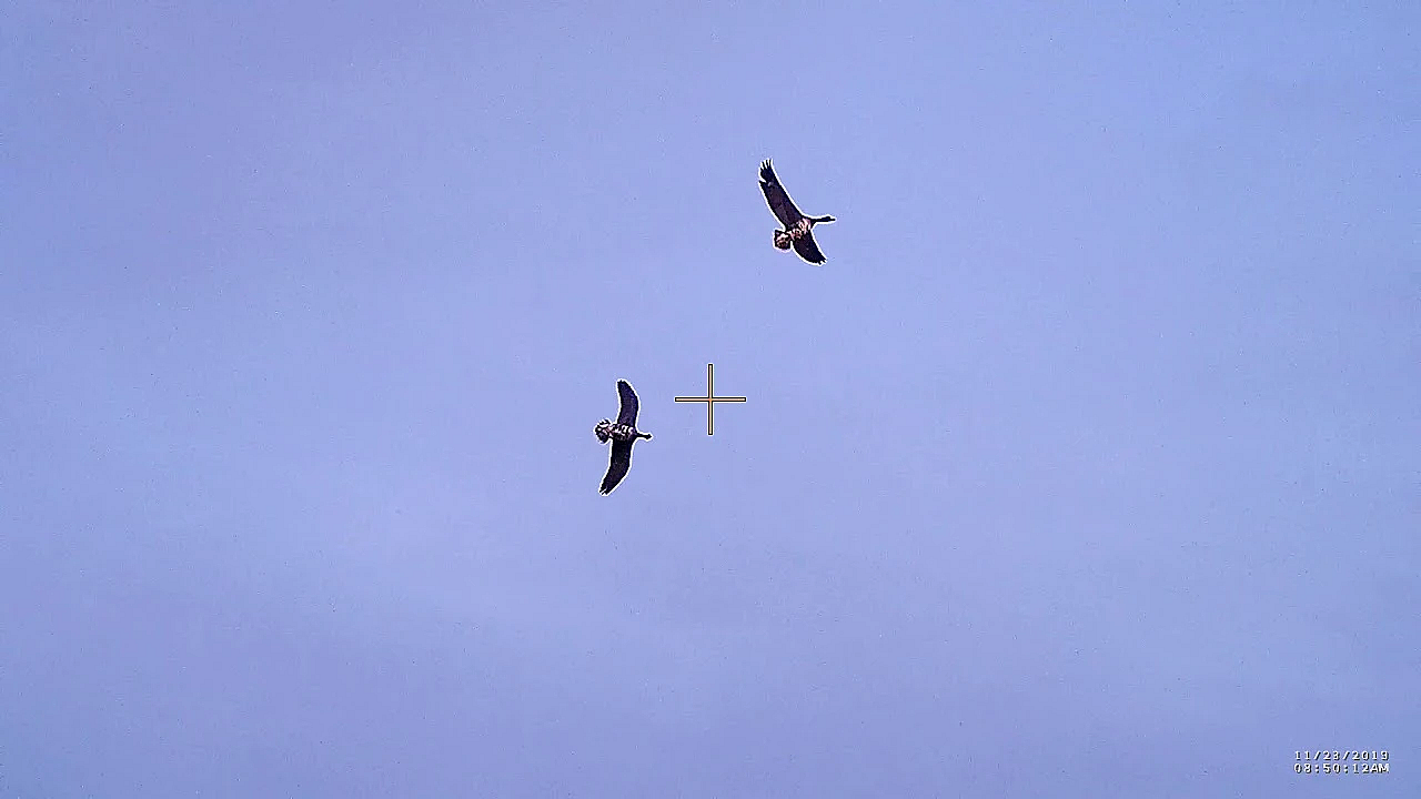 Een Ochtend Op De Ganzen 2