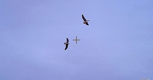 Een Ochtend Op De Ganzen 2