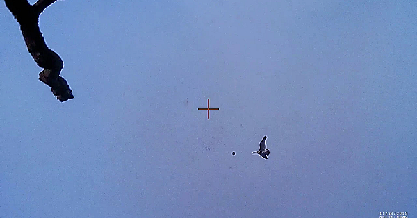 Een Ochtend Op Ganzen