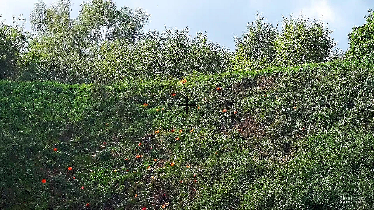 Kleiduif Op De Trampoline