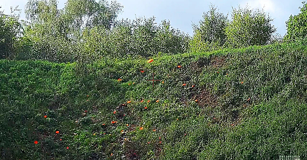Kleiduif Op De Trampoline