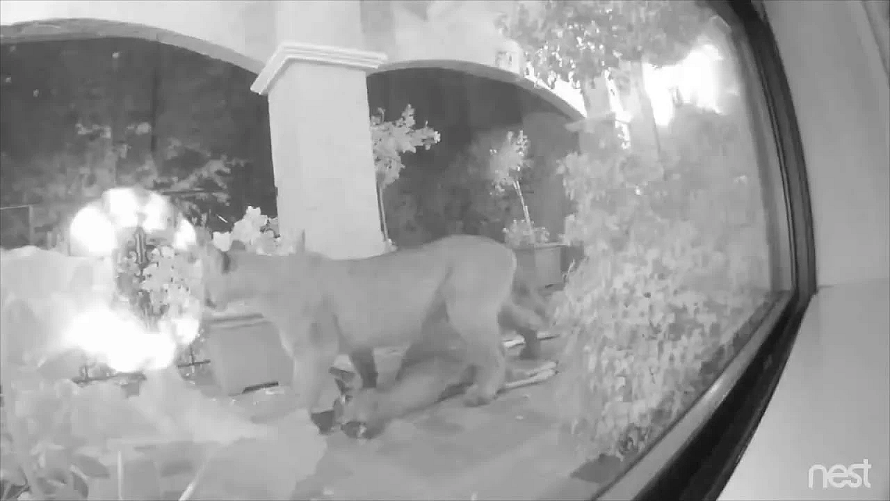 Poema vs. ree op de veranda