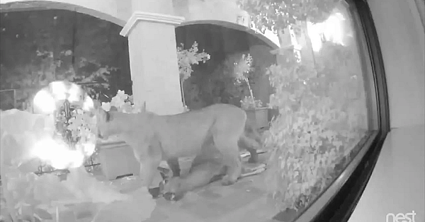 Poema vs. ree op de veranda