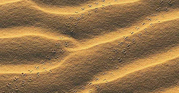 Pbs Show Devils River Advocates, Monahans Sandhills &amp; The Dna Dude, #2723