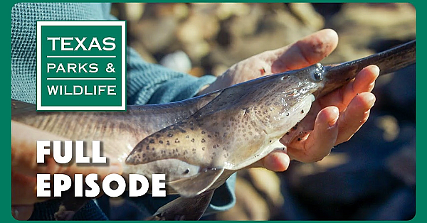 Pbs Show - Texas Water, Archery In School &amp; Free Fishing