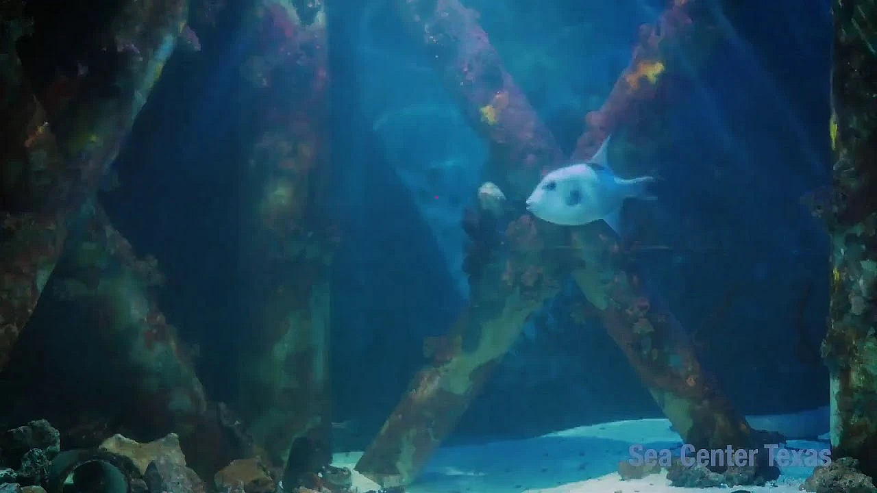 Texas Parks And Wildlife Live Lofi Chill Relaxing Aquarium For Sleep Or Study