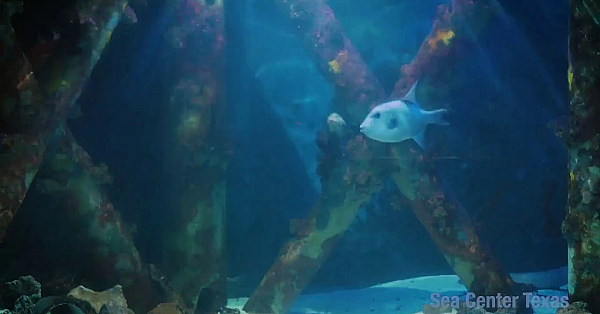 Texas Parks And Wildlife Live Lofi Chill Relaxing Aquarium For Sleep Or Study