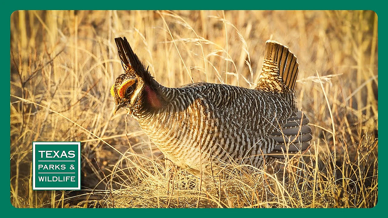 Pbs Trailer - Song Of The Prairie, Angler Access &amp; Hueco Tanks