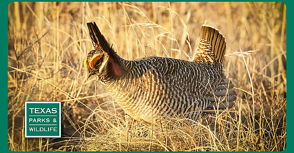 Pbs Trailer - Song Of The Prairie, Angler Access &amp; Hueco Tanks