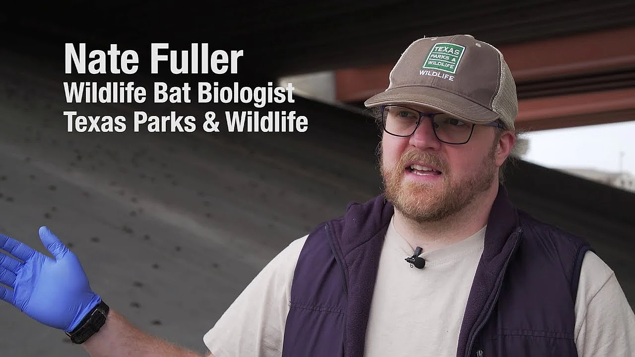 Dead Bats - Texas Parks And Wildlife