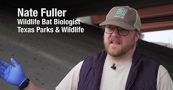 Dead Bats - Texas Parks And Wildlife