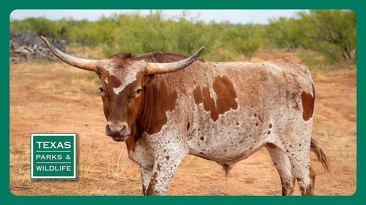 Pbs Trailer - Copper Breaks, Tracking Bass &amp; Caprock Biking Trails