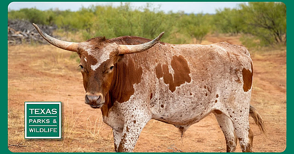 Pbs Trailer - Copper Breaks, Tracking Bass &amp; Caprock Biking Trails