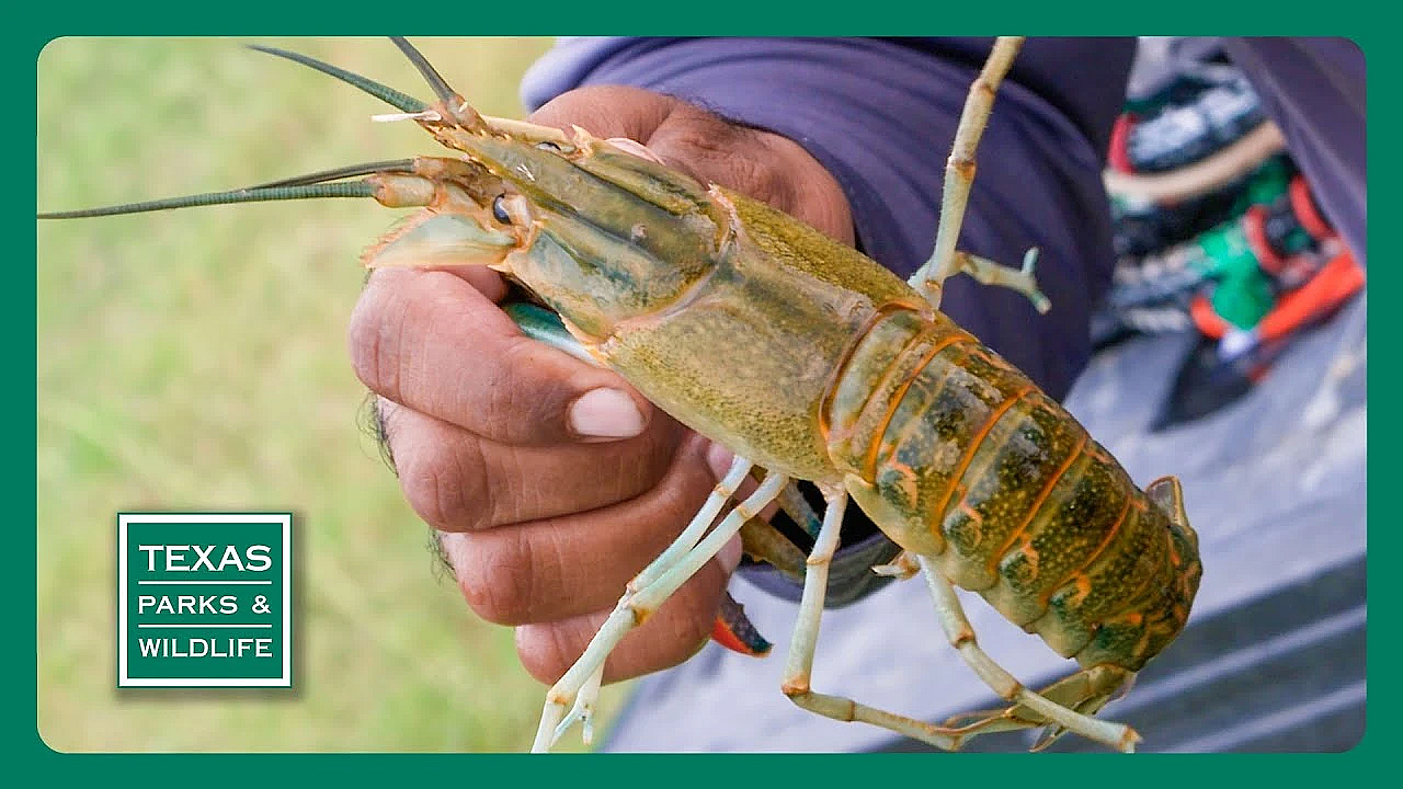 Pbs Trailer - Crayfish Concerns, Mentored Fishing, Cooking Drum