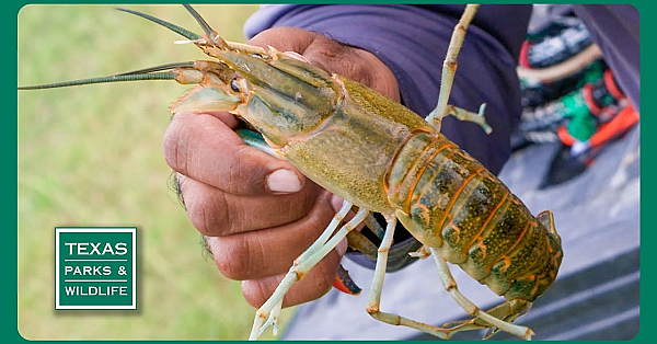 Pbs Trailer - Crayfish Concerns, Mentored Fishing, Cooking Drum