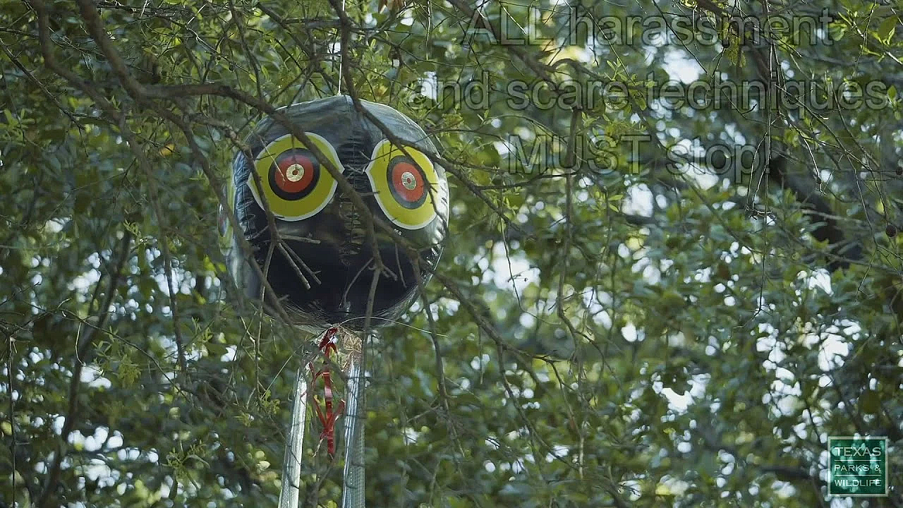 Urban Egret And Heron Rookeries - A Guide For Municipalities