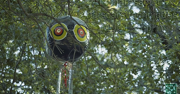 Urban Egret And Heron Rookeries - A Guide For Municipalities