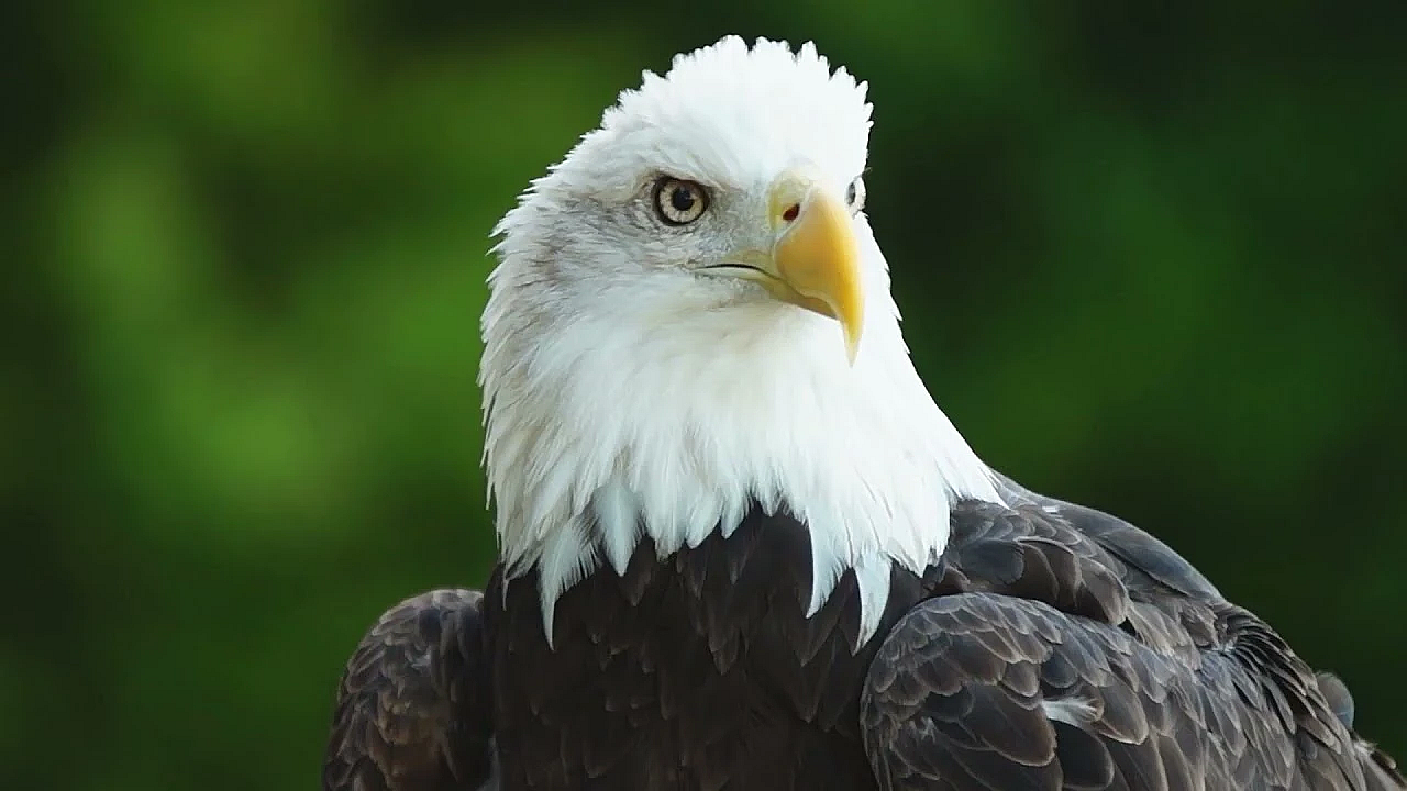 Recovering America's Wildlife Act Is A Game-changer For Texas Wildlife