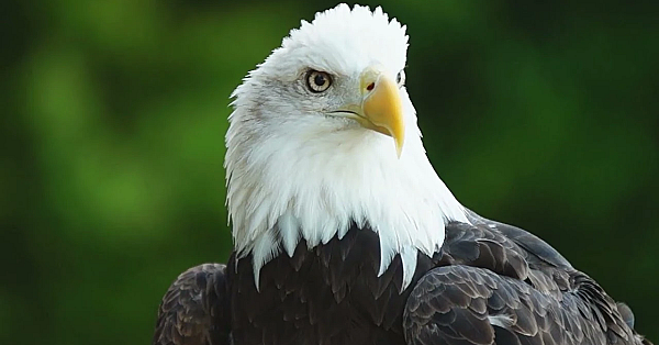 Recovering America's Wildlife Act Is A Game-changer For Texas Wildlife